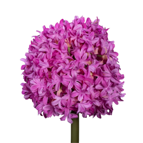 Fleur artificielle Allium tige d'ail d'ornement - composition bouquet - H.79cm fuchsia