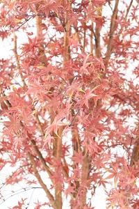 Plante artificielle Aralia Tree PE UV (érable) - intérieur extérieur - H.270cm rouge