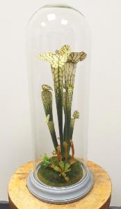 Plante artificielle carnivore sous cloche en verre - déco intérieur - H.46cm vert