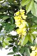 Arbre artificiel fleuri Glycine multi tree - plante d'intérieur - H.150cm jaune