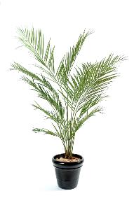 Palmier artificiel kentia New - dcoration d'intrieur - H.150cm vert
