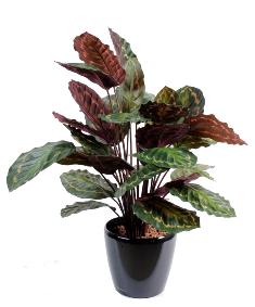 Plante artificielle Calathea Roseopicta - dcoration d'intrieur - H.70cm vert rouge