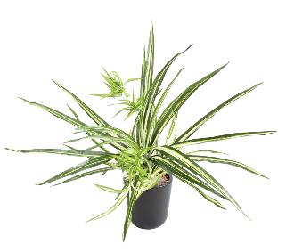 Plante artificielle Chlorophytum en piquet - dco d'intrieur - H.60cm panach