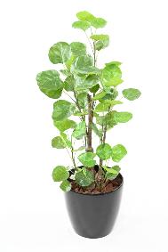 Plante artificielle Aralia Fabian - plante synthtique pour intrieur - H.90cm