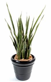 Plante artificielle Sansevieria 30 Feuilles - succulente pour intrieur - H. 110cm vert jaune