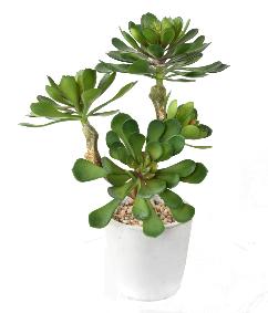 Plante artificielle succulente en pot - plante synthtique d'intrieur - H.30cm