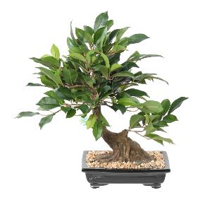 Bonsa artificiel arbre miniature Ficus en coupe - plante intrieur - H.38cm
