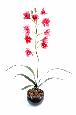 Fleur coupée Orchidée Cymbidium - plante artificielle en piquet - H.80cm magenta