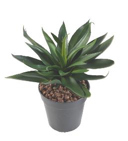 Plante artificielle Agave 36 feuilles - cactus artificiel extrieur - H.20cm vert