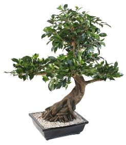 Bonsaï artificiel arbre miniature Ficus en coupe - plante d'intérieur - H.78 cm