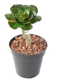 Mini plante artificielle Succulente ROND - cactus artificiel intérieur - H.15cm