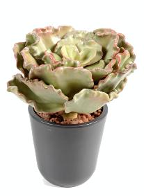 Plante artificielle Cactus Crassula Echeveria en piquet - intrieur - H.25cm
