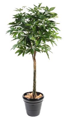 Plante artificielle Pachira tressé - arbre pour intérieur - H.150cm