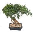 Bonsaï Aralia arbre miniature en coupe - plante synthétique intérieur - H.60cm