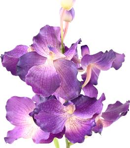 Fleur artificielle Orchidée Vanda Fresh Touch - haut de gamme - H.70cm violet