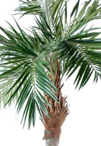 Palmier artificiel Majesty - arbre tropical luxe - H.250cm vert