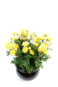 Plante artificielle Marguerite Anthemis - plante d'intrieur - H.40cm jaune