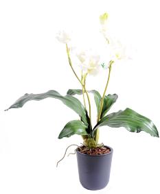 Fleur coupe Lycaste Orchide - plante artificielle en piquet - H.60cm blanc