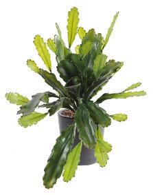 Plante artificielle Epiphyllum en piquet - cactus artificiel extrieur - H.50cm vert