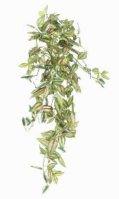 Feuillage artificiel chute de Tradescantia - plante d'intrieur - H.80cm vert