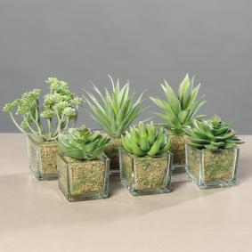 Plante artificielle 6 succulentes avec pots en verre - cactus d'intrieur - H.16cm