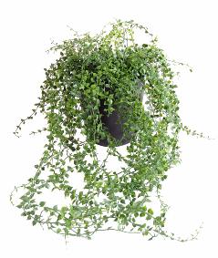 Plante artificielle Callisia en pot - intrieur extrieur - H.70cm vert