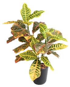 Feuillage artificiel Croton en piquet - plante d'intrieur - H.70cm vert rouge jaune
