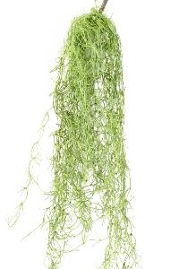 Feuillage artificiel chute de Tillandsia - mousse espagnole - H.80cm vert