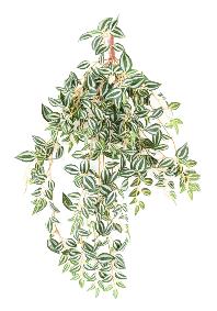Feuillage artificiel chute de Tradescantia - plante d'intrieur - H.70cm vert blanc