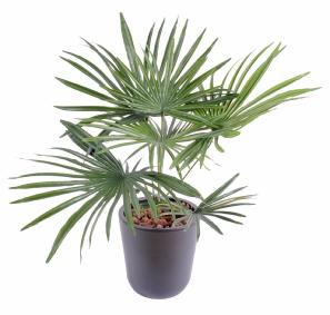 Palmier artificiel baby en piquet - fausse plante d'intrieur - H.53cm