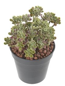 Plante artificielle Succulente en piquet - cactus artificiel intérieur - H.13cm