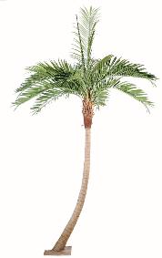 Palmier coconut courbe new - plante artificielle d'intrieur - H.270cm