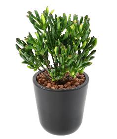 Plante artificielle Succulente Mini - cactus artificiel extrieur - H.18cm