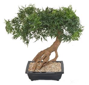 Bonsa Aralia arbre miniature en coupe - plante synthtique intrieur - H.60cm