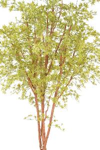 Plante artificielle Aralia Tree PE UV (érable) - intérieur extérieur - H.270cm vert