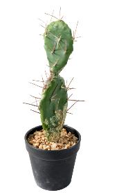 Plante artificielle petit Cactus plat- Plante pour intrieur - H. 34cm vert