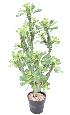 Plante artificielle Euphorbe lactée - Plante pour intérieur - H.110cm vert