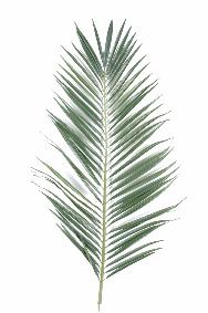 Feuille artificielle de Palmier Majesty Palme - dcoration d'intrieur - H.149cm