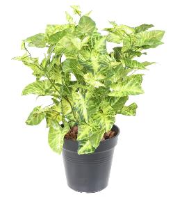 Plante artificielle Syngonium en piquet - feuillage pour intrieur - H.40cm panach