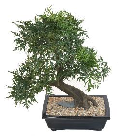Bonsa Aralia arbre miniature en coupe - plante synthtique intrieur - H.50cm