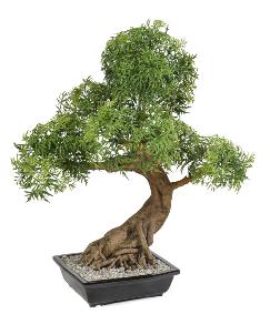Bonsa Aralia arbre miniature en coupe - plante synthtique intrieur - H.95cm