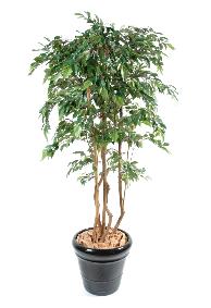 Arbre artificiel Ficus Natasja multi-troncs - plante synthtique intrieur - H.210cm