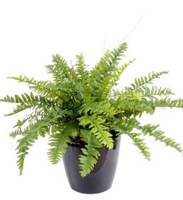 Plante artificielle Fougre Boston en pot - dcoration d'intrieur - H.50cm vert