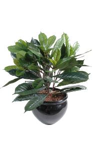 Arbuste artificiel Cyathistipula - Figuier africain d'intrieur - H.50cm