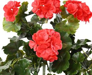 Chute artificielle fleurie Géranium UV 10 têtes - plante d'extérieur - H.65cm rouge