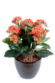 Fleurs artificielles Kalanchoe - plante en piquet - H.25cm pche