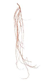 Liane artificielle - dcoration d'intrieur - H.180 cm marron