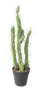 Plante artificielle Cactus Finger F - Plante pour intrieur - H.60cm vert