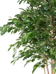 Arbre artificiel Ficus exotica MT - plante synthétique d'intérieur - H.260cm vert