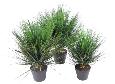 Plante artificielle Herbe Onion Grass Round en pot - intérieur - H. 75cm vert
